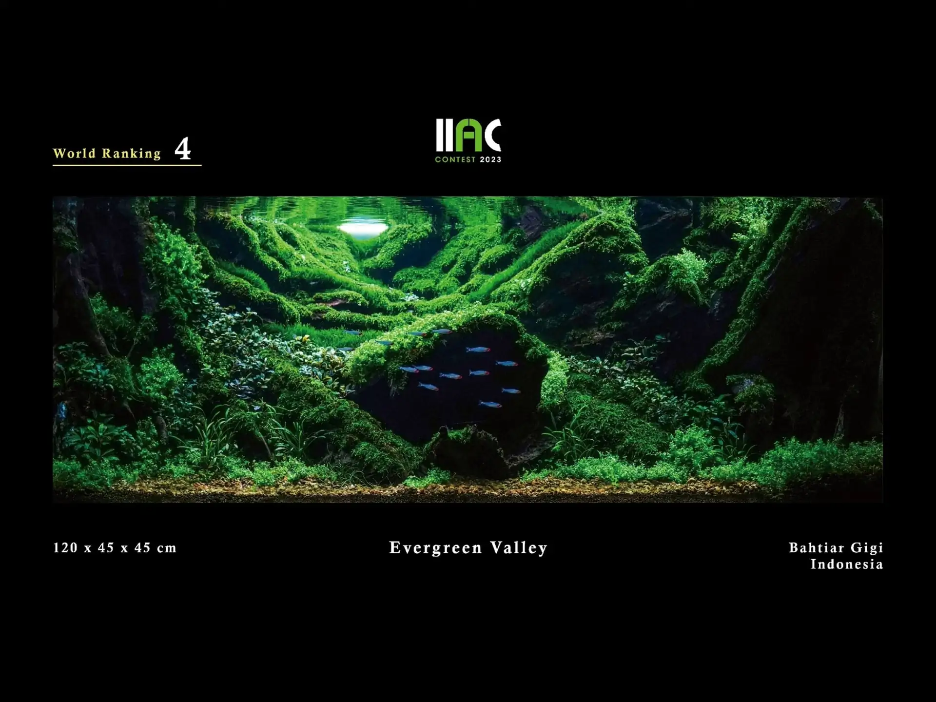 Evergreen Valley - IIAC 2023 #04 Bahtiar Gigi / Indonesia